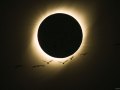 BirdsEclipse_Caldas_3240