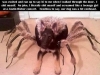 doggie_spider