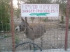 danger_crocodiles