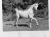 Missing_Unicorn