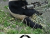 pandas-need-guns