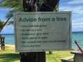 POHAdvice_From_A_Tree
