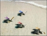 ninja_zelvy