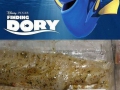 finding_dory___