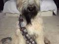 chewbaccadoge