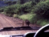 timon_and_pumbaa