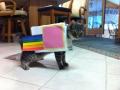 X-_Nyan_Cat_Costume