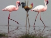 funny-pictures-kfc-chicken-stilts-flamingos