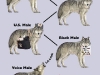 Wolf_Pack_Hierarchy_i