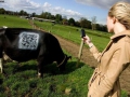 qr_cow