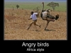 angry_birds_are_angry