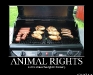 633636366241365740-animalrights