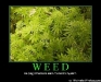 633495994114478186-weed