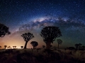 quivertrees_breuer_3000