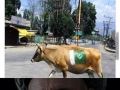 holy_cow_india