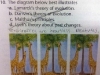 giraffes_theory