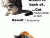 Cat_toast_swirl