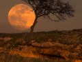 MoonTree_Houck_1799