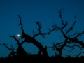 Lunareclipse_PinnaclesNationalPark