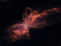 Butterfly_HubbleVargas_5075