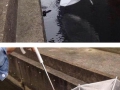 clever_kitten_rescue