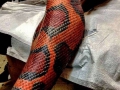 snakeskintattoo
