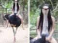 spooky_ostrich
