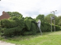 dragonhedge