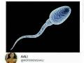 ASingleSperm