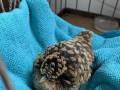 Pine_cone_bird