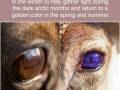 reindeers_eyes